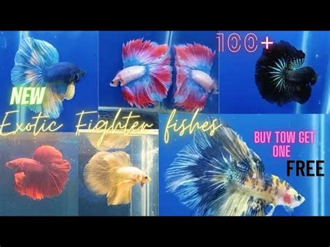 HOW TO BUY BETTAS DIRECT FROM THAILAND .